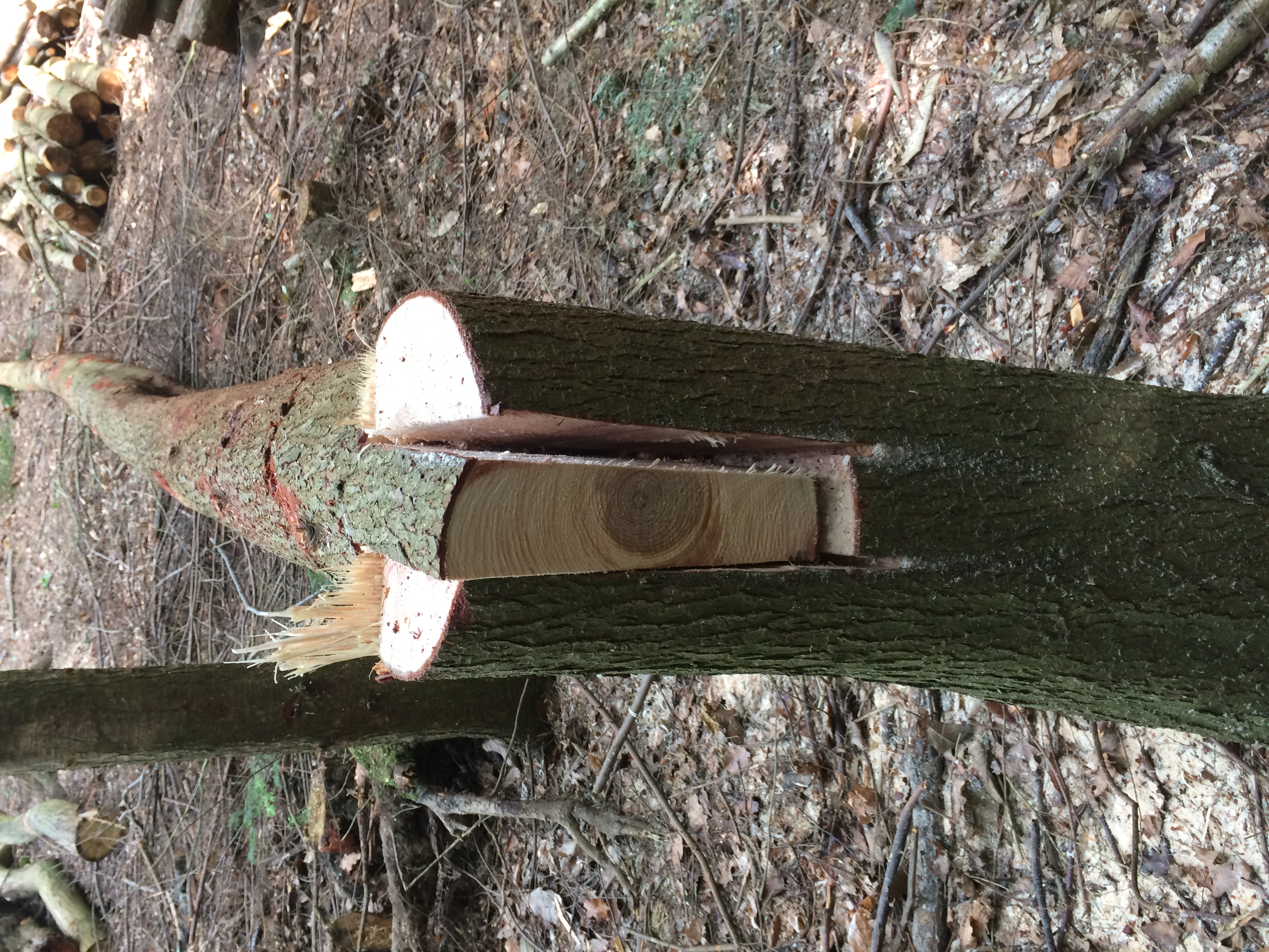 Manual Chainsaw Felling