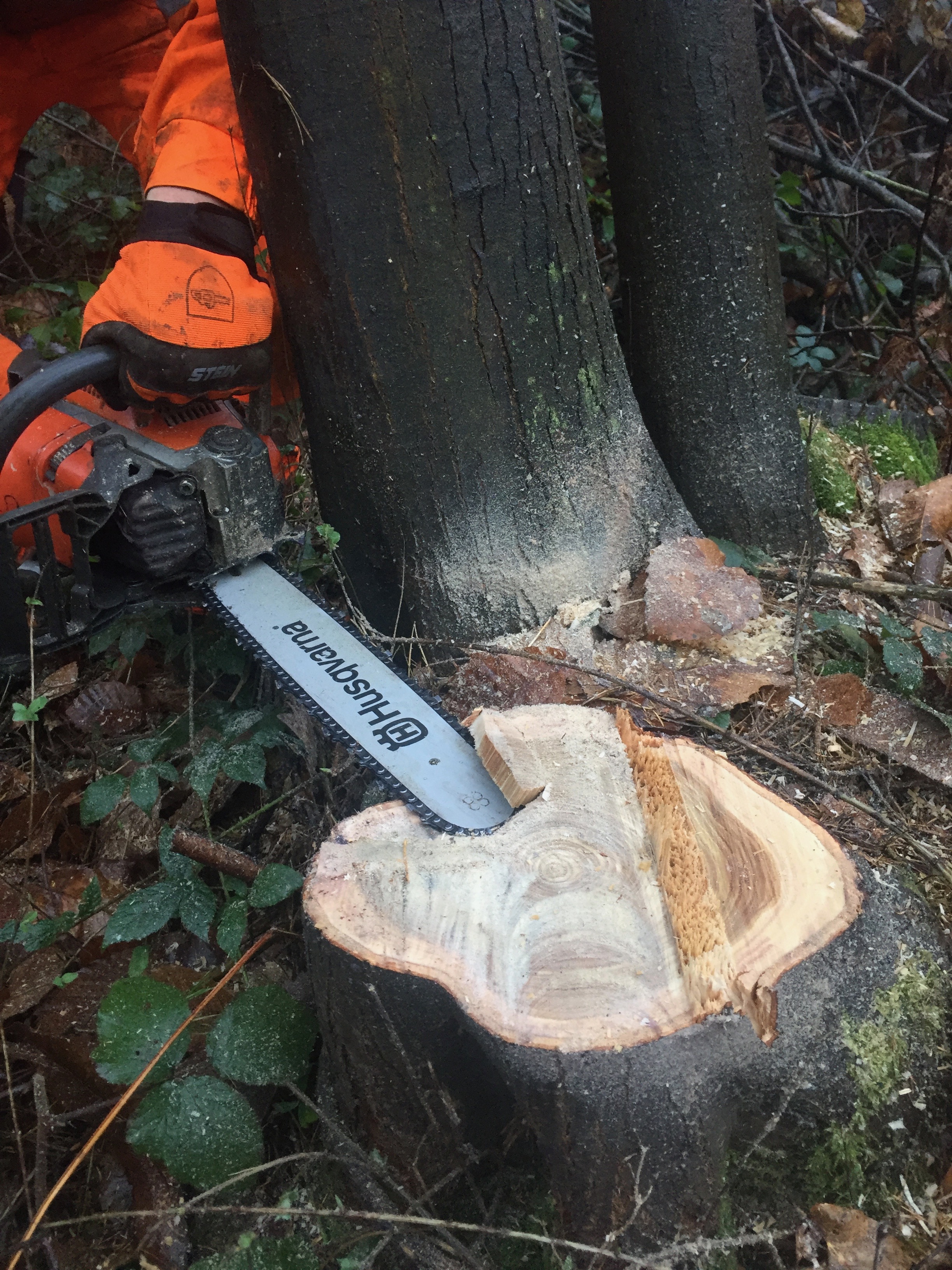 Small Tree Felling Cut Series: Article 3