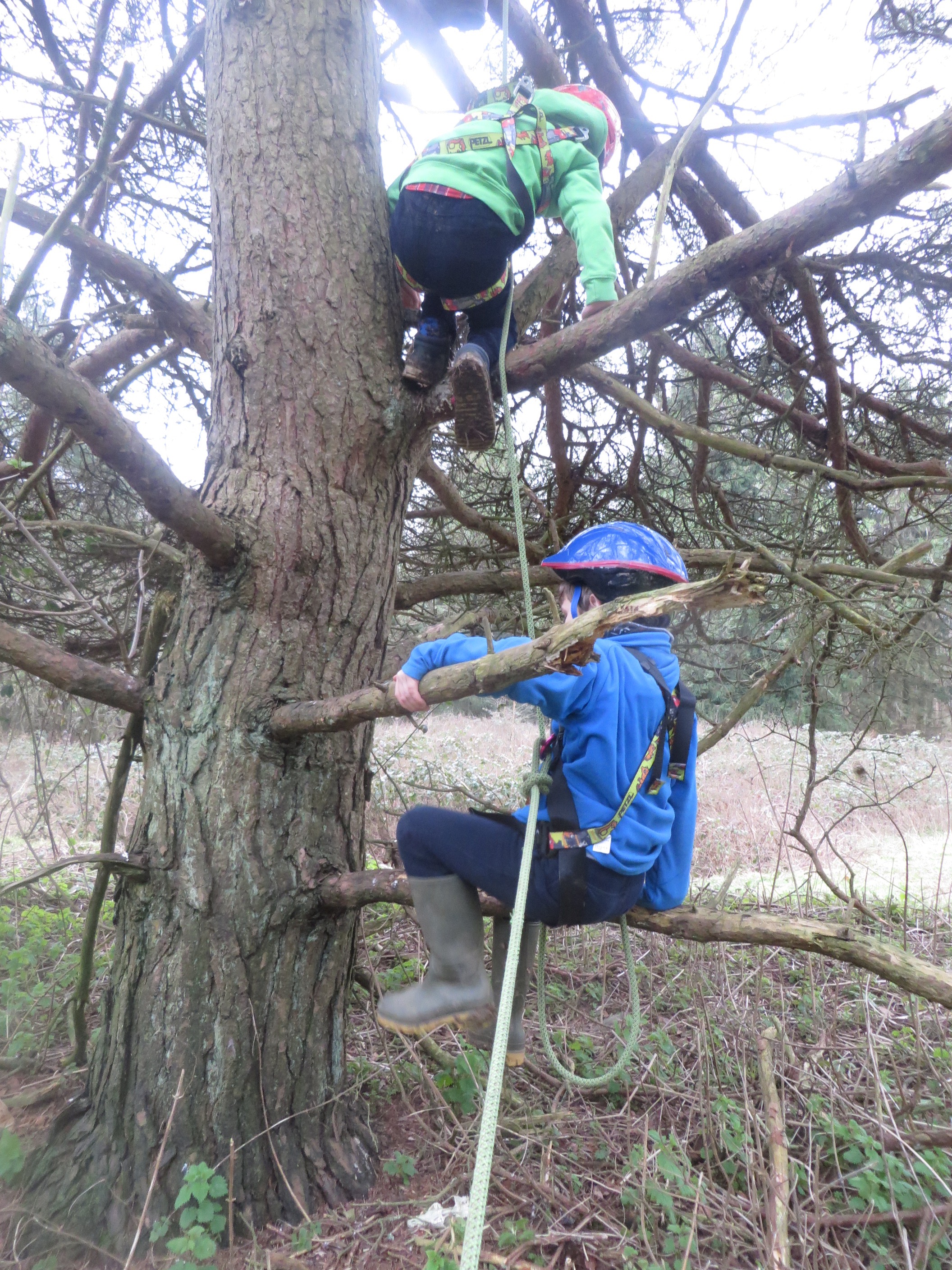 Experience Climbing A Tree