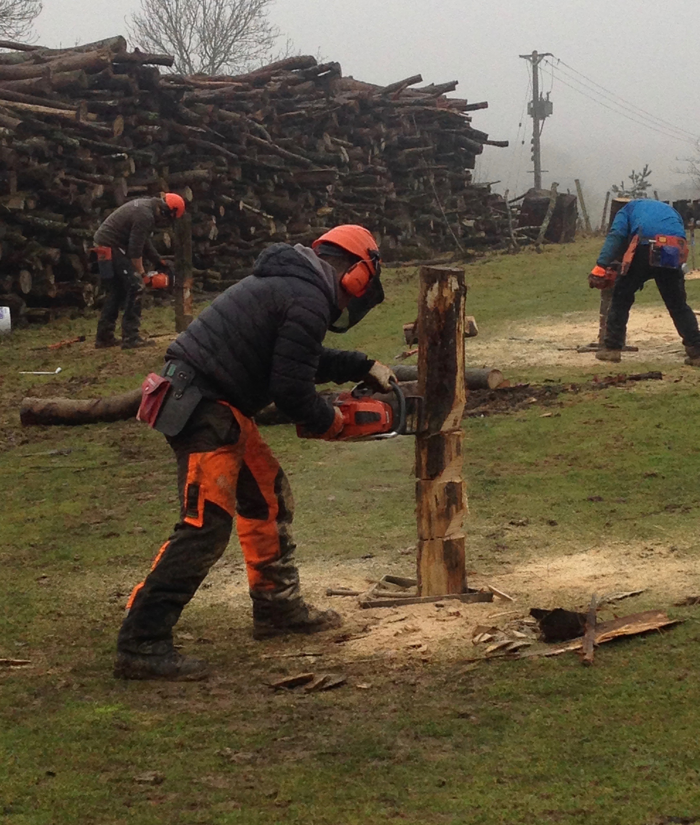 Chainsaw Felling (Small Trees) Gallery