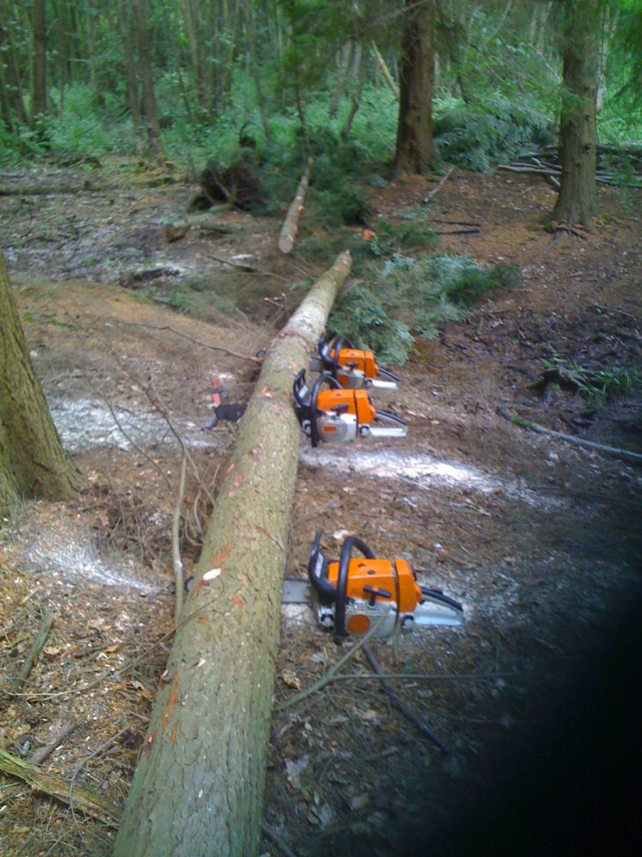 Knocked over tree with chainsaws cut halfway through the tree