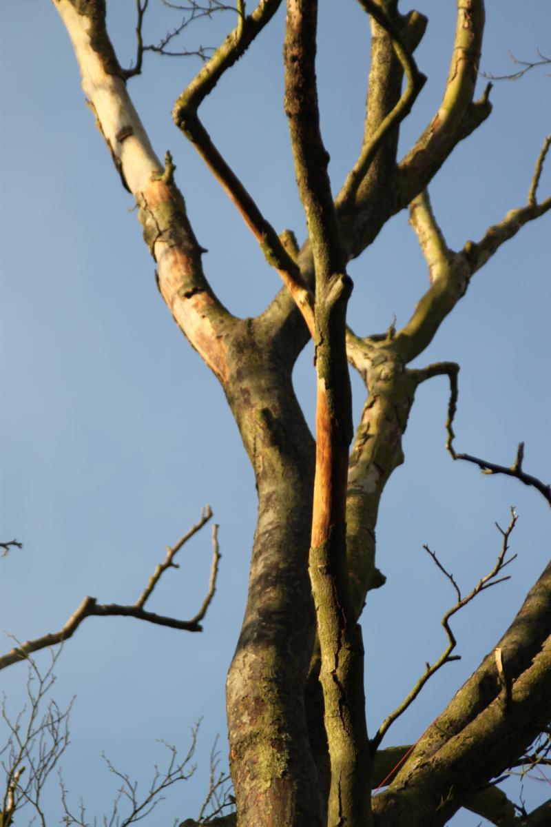 Large dead oak in Horsmonden, Kent