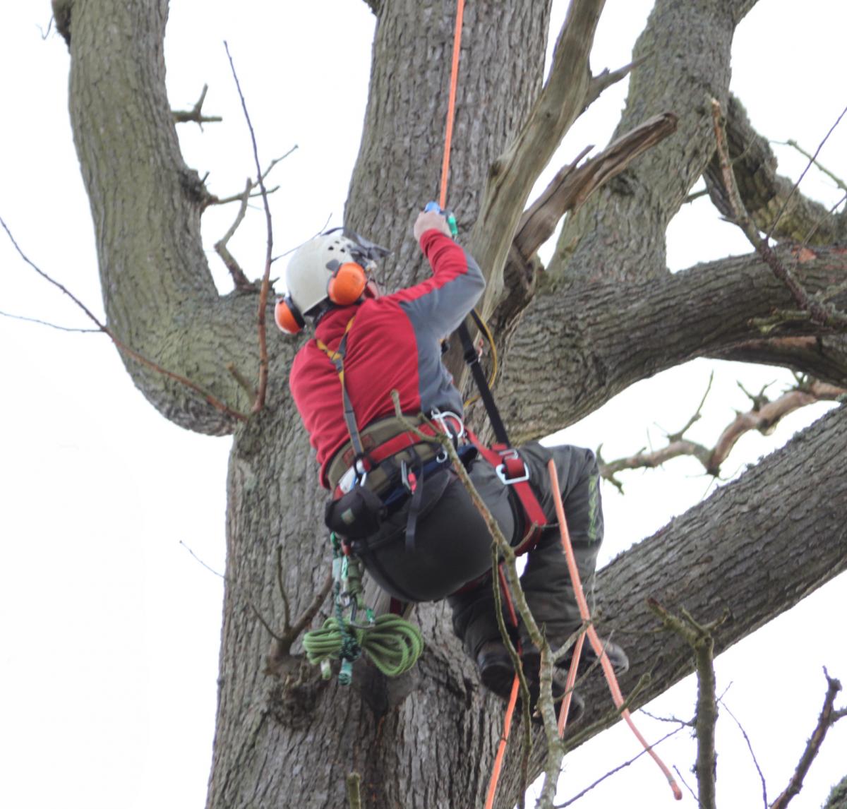 Single Rope for Tree Canopy Access