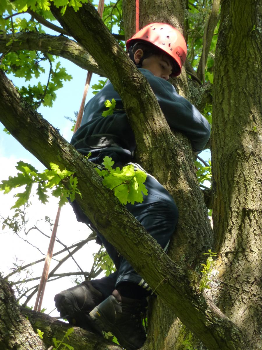 Kid tree climbing 
