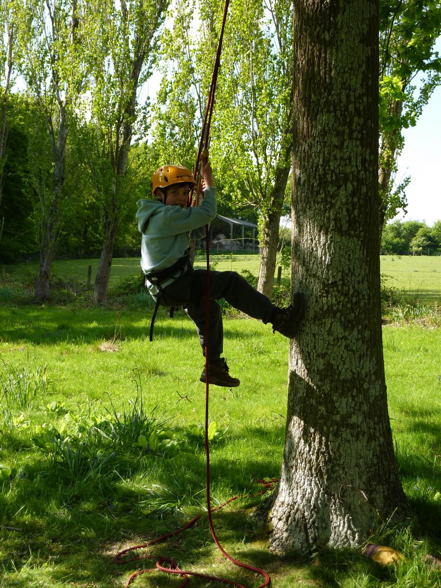 Kid starting to climb a tree