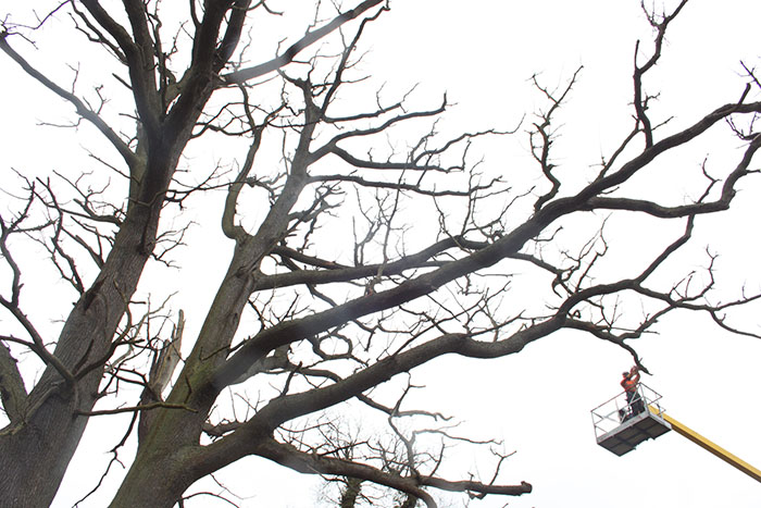 Large dead oak in Horsmonden, Kent