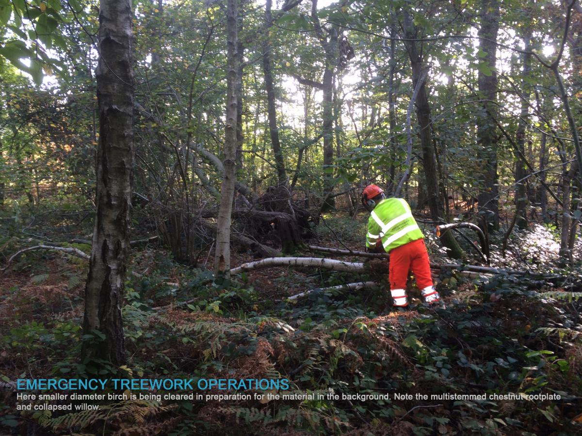 Emergency tree work taking place