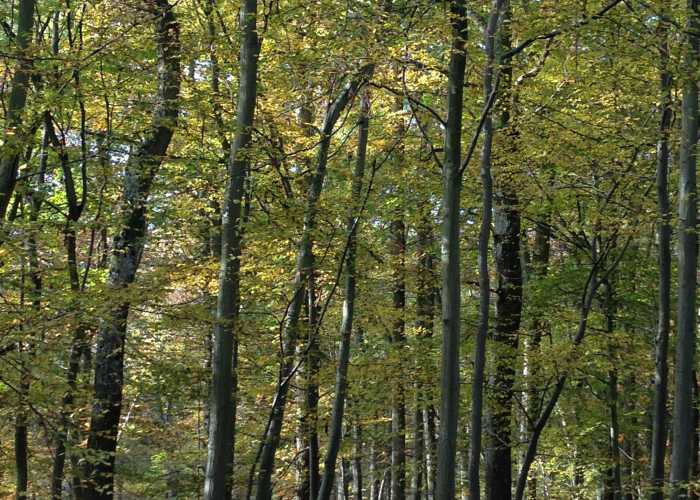 Woodland during Autumn