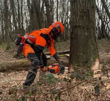 City & Guilds felling trees over 380mm