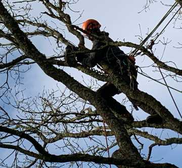 Why the five steps aren't enough. Part 2 of our risk assessment series covers SFARP, suitable and sufficient, the principles of prevention and the hierarchy of controls for arborists and forestry operators. Why the five steps aren't enough. Part 2 of our risk assessment series covers SFARP, suitable and sufficient, the principles of prevention and the hierarchy of controls for arborists and forestry operators.