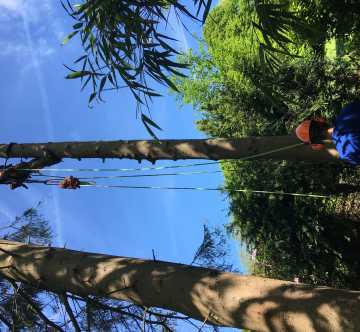 Norway Spruce poles in progress......