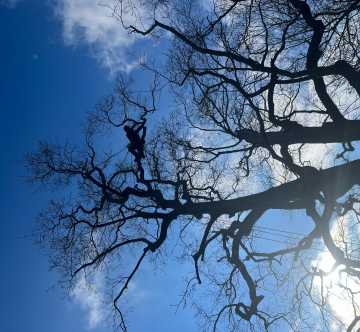 Aerial Cutting Oak work position