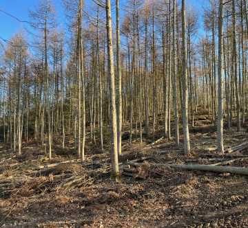 Thinned Larch plantation