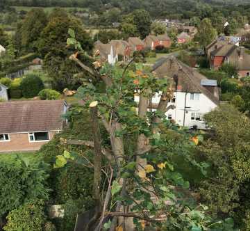 Tree surgery Contracting Groombridge Sussex