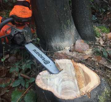 Small trees felling cut