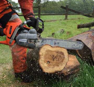 Ground Based Chainsaw cutting through part of a tree