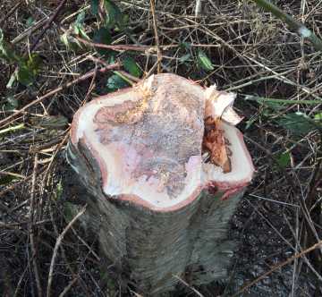 Felling trees up to 380mm