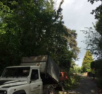 Tree Surgery Contracting Mayfield Sussex