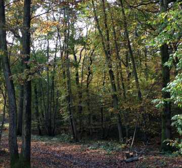 Woodland during Autumn