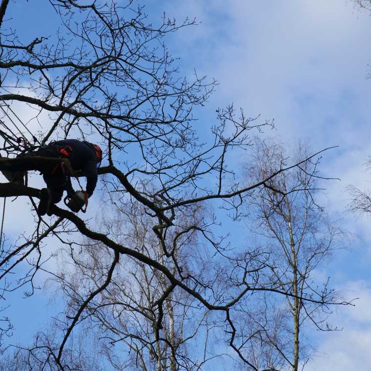 NPTC aerial cutting