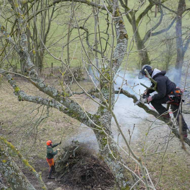 Aerial cutting training 