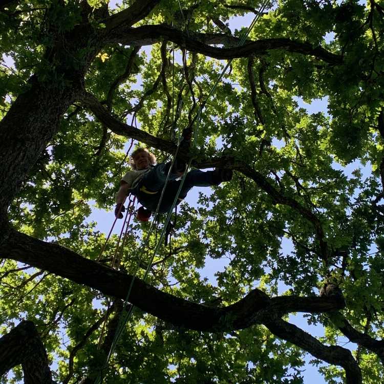 L2 tree climbing 