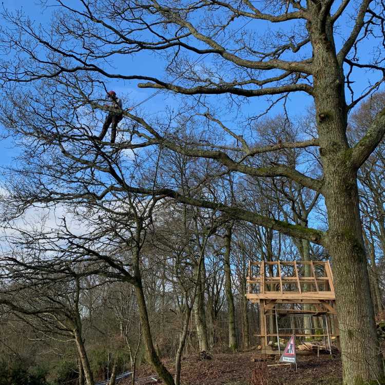 Branch walk over our new climbing shelter