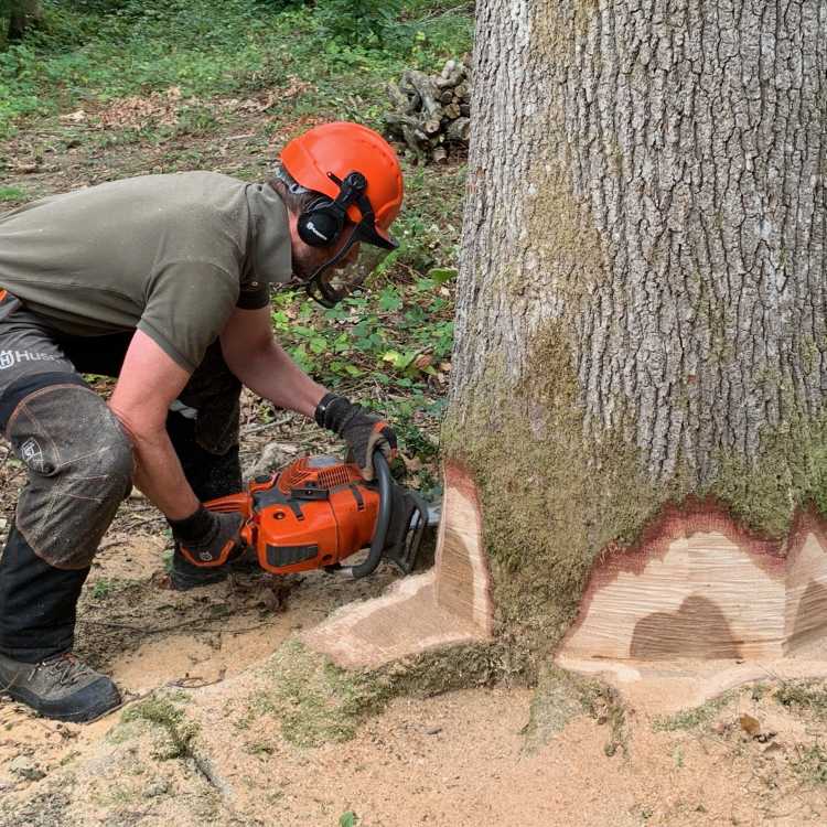 preparing tree for felling cut