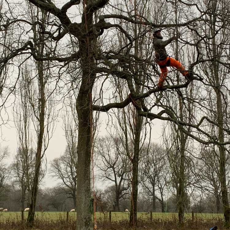 Climbing - branch walk 