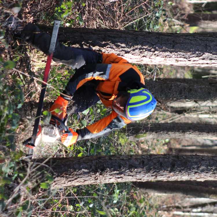 City & Guilds Felling trees 