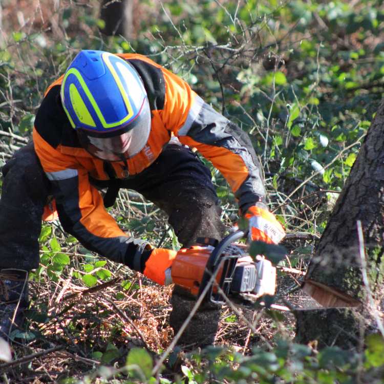 Chainsaw felling and processing trees