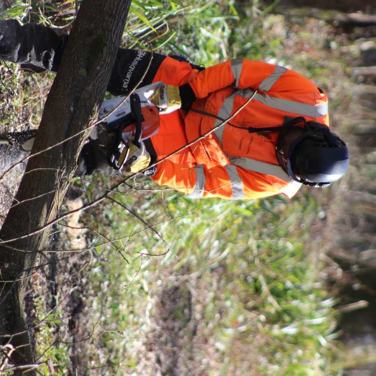 NPTC Chainsaw felling and processing trees