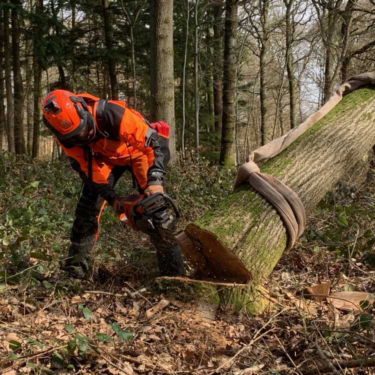 Felling trees over 380mm 