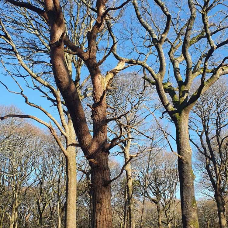 Preparing for felling trees over 380mm