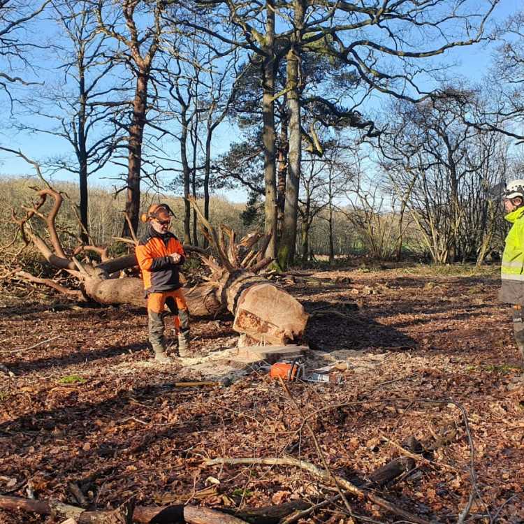 Felling trees over 380mm at client's site