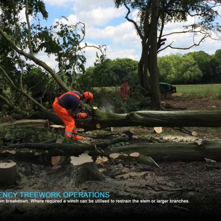 Crown break down emergency tree work