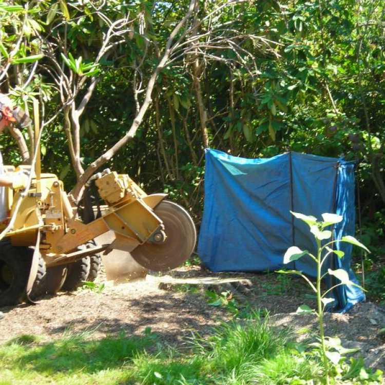 Machinery cutting tree stump 