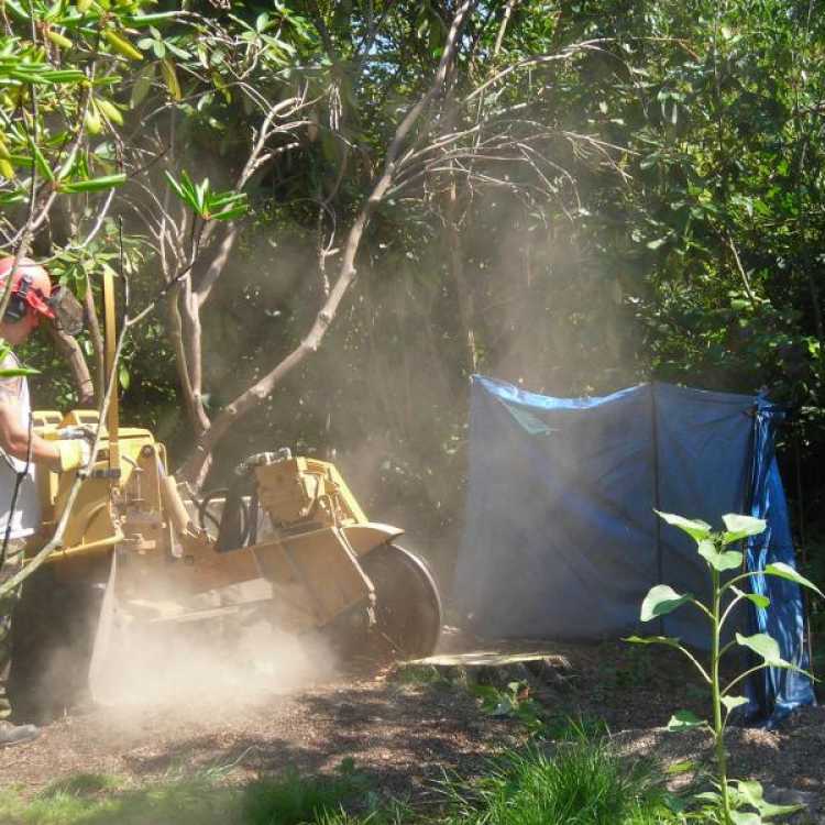  cutting  stump 