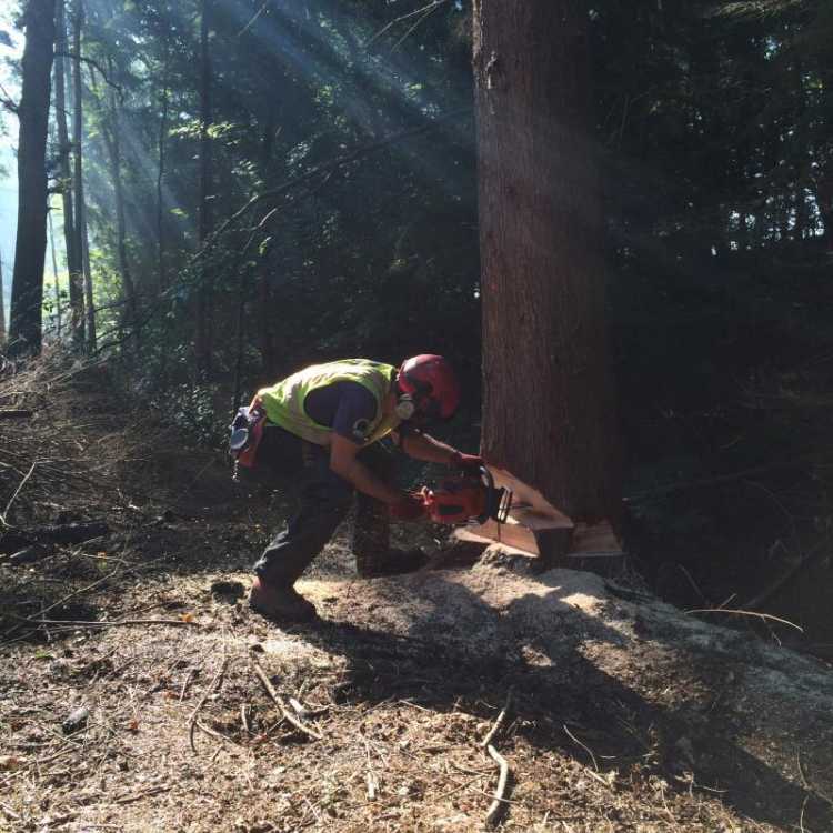 Felling over 380mm scott fraser training in Kent