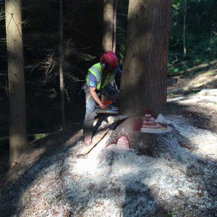 Felling over 380mm scott fraser training in Kent