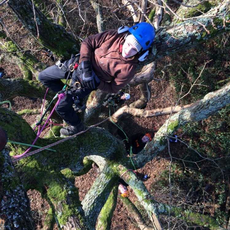 Tree climbing and aerial rescue training