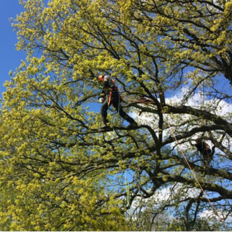 NPTC Aerial Tree Cutting training