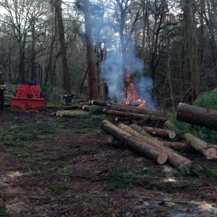 Burning branches from the felled trees