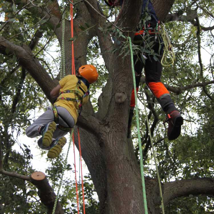 A keen young climber (9) uses the standard prussic system