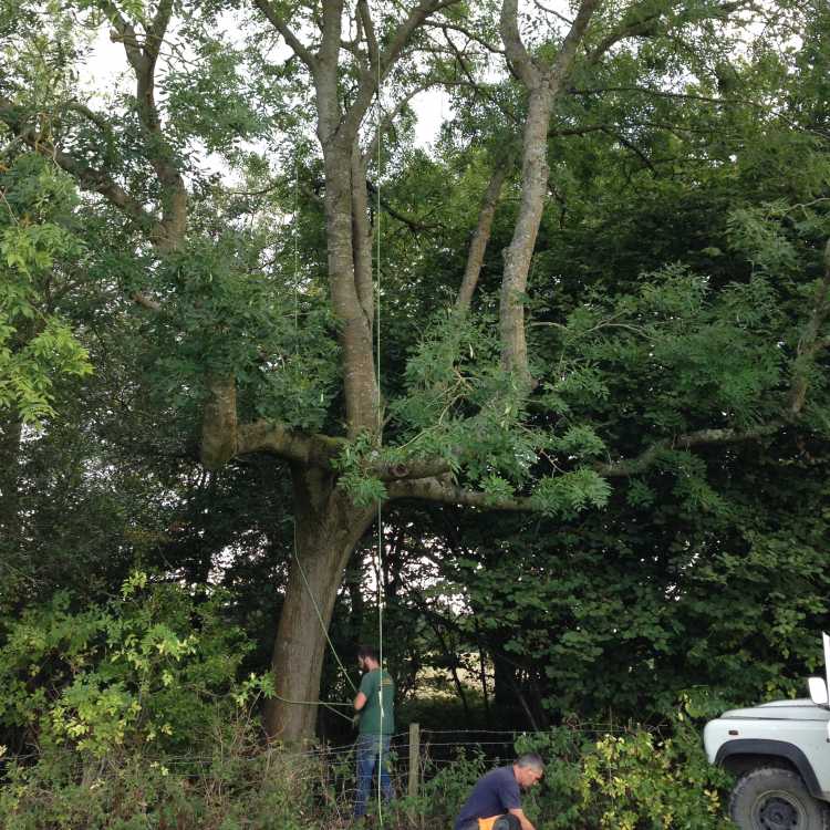 Bentley Woodfair 2017 setting up our site