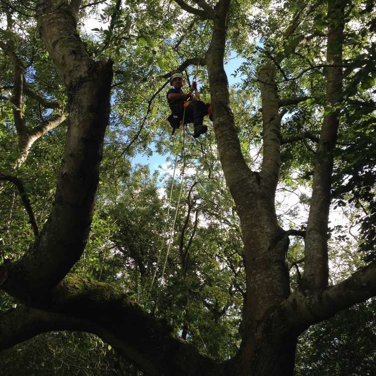 Bentley Woodfair 2017 climbing techniques