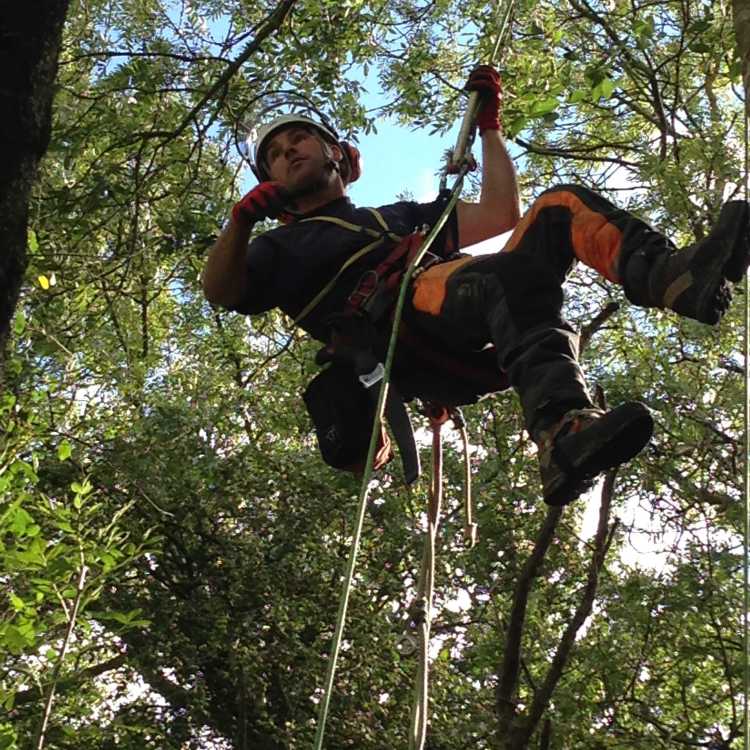 Bentley Woodfair 2017 Climbing techniques