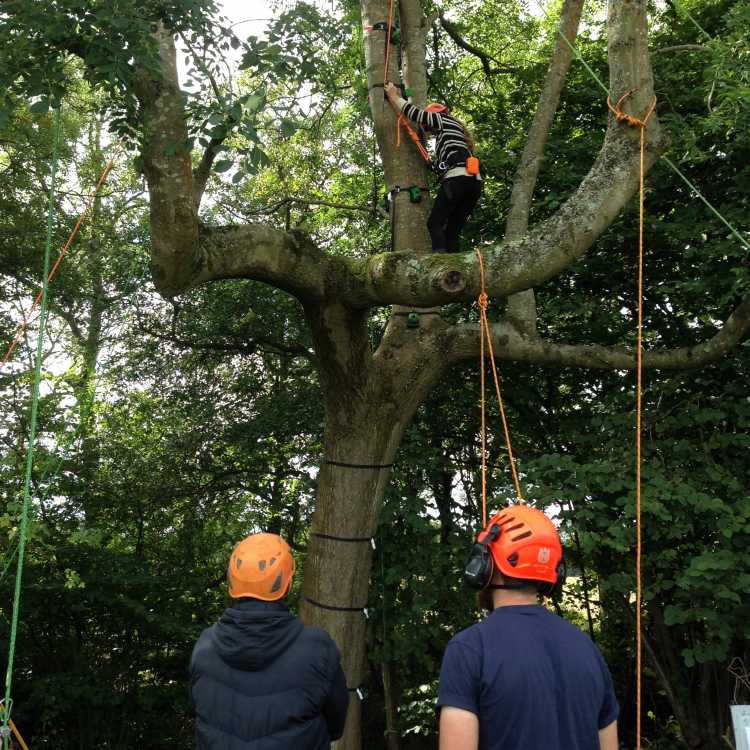 Bentley Woodfair 2017 Go Climb A Tree