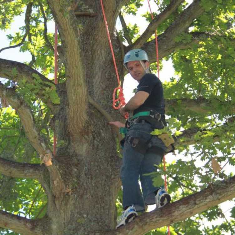 Man standing on branch near the top of a tree