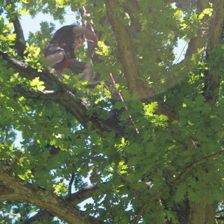 Man near the top of a tree whilst tree climbing